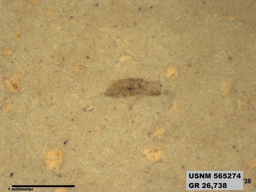 Tipula sp