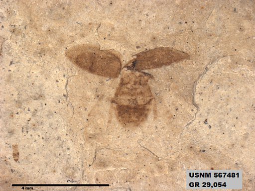 Insecta