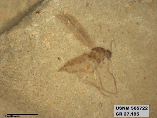Tipula sp