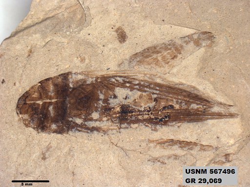 Genus sp