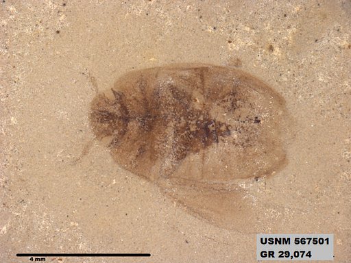 Genus sp