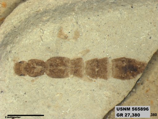 Genus sp