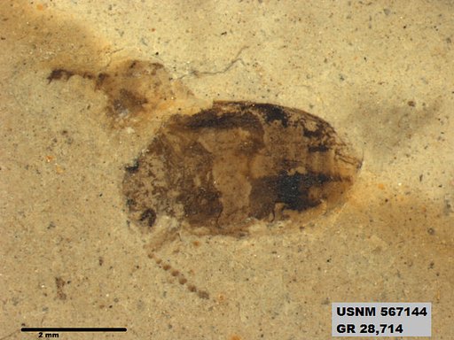Insecta