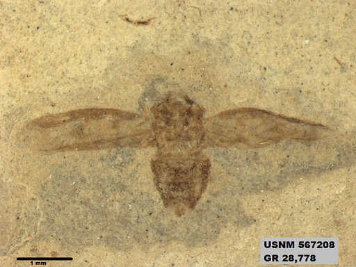 Genus sp