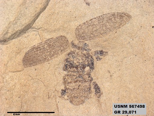 Insecta