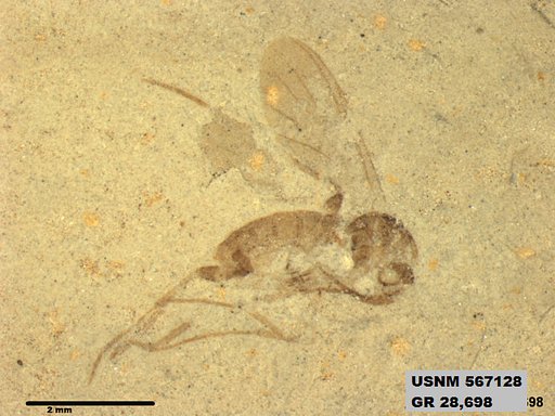 Insecta