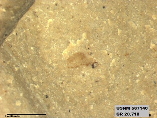 Insecta