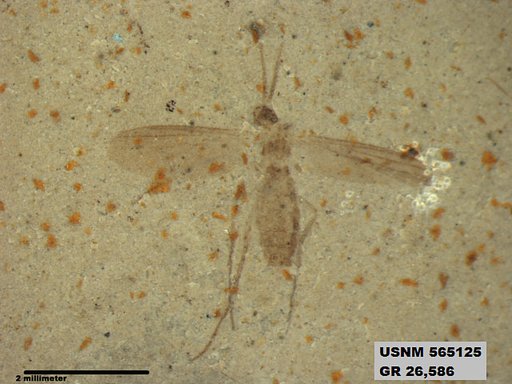 Genus sp
