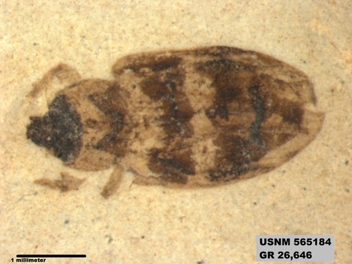 Insecta