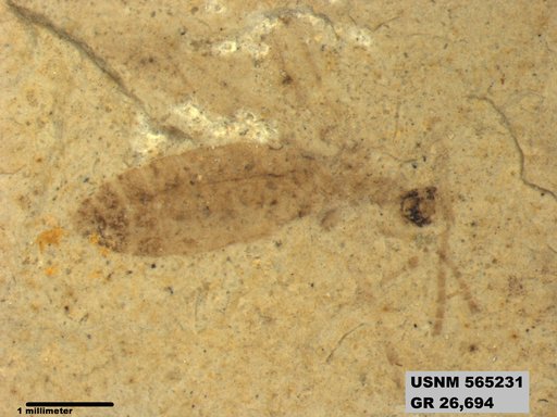 Genus sp