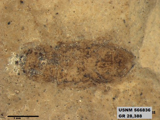 Insecta