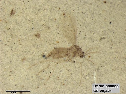 Insecta
