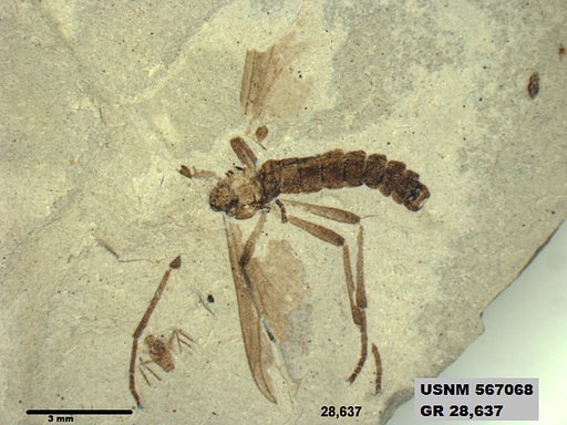 Insecta
