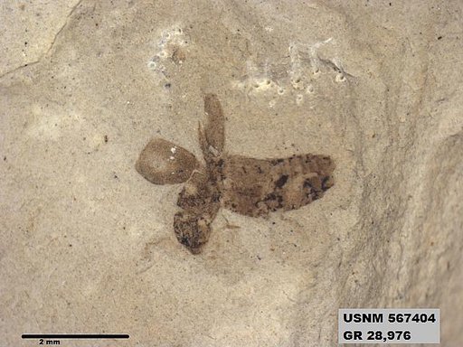 Insecta