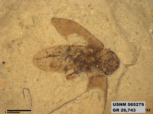 Insecta