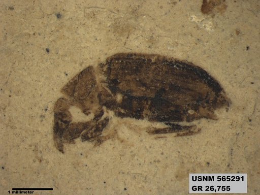 Insecta