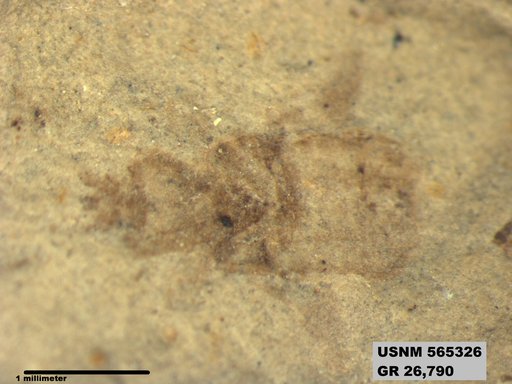 Genus sp