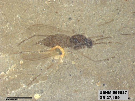 Genus sp