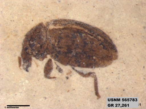Insecta