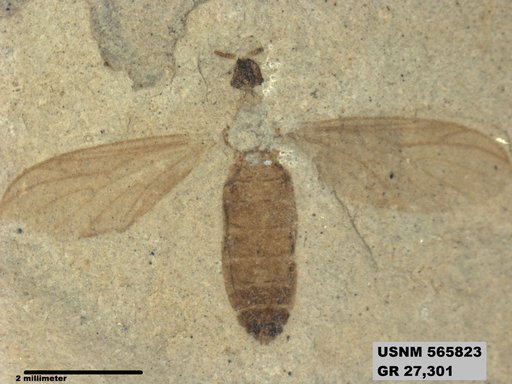 Genus sp