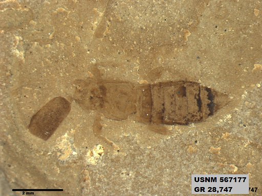 Genus sp