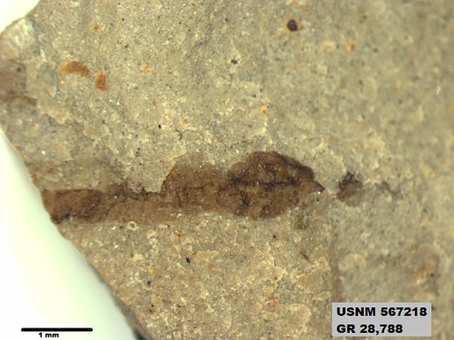 Insecta