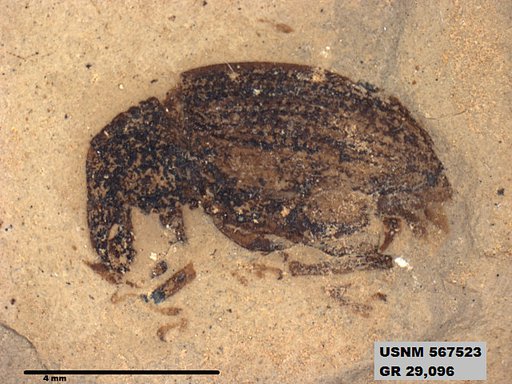 Insecta