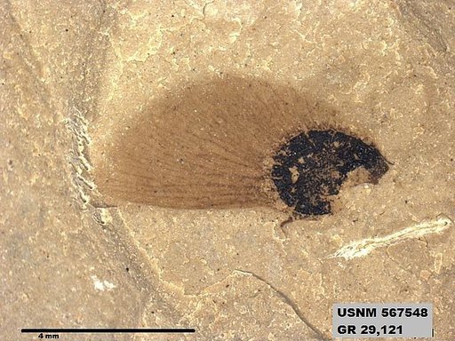 Insecta
