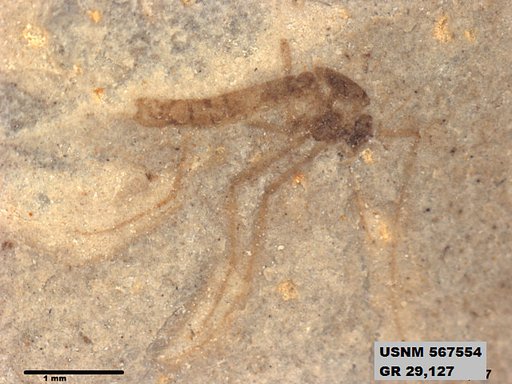 Insecta