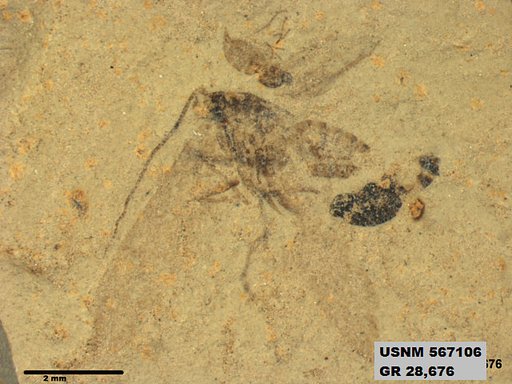 Insecta