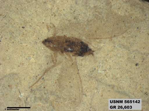Genus sp