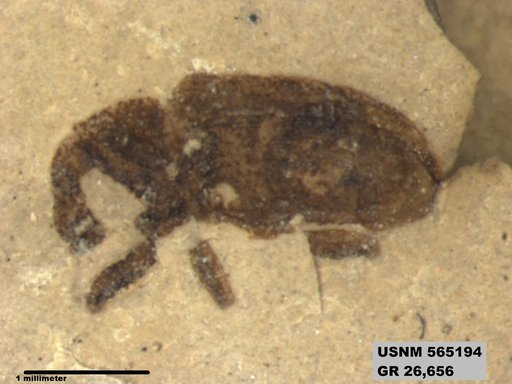 Insecta
