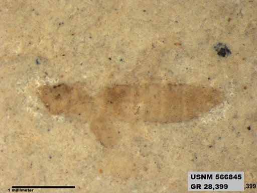 Genus sp