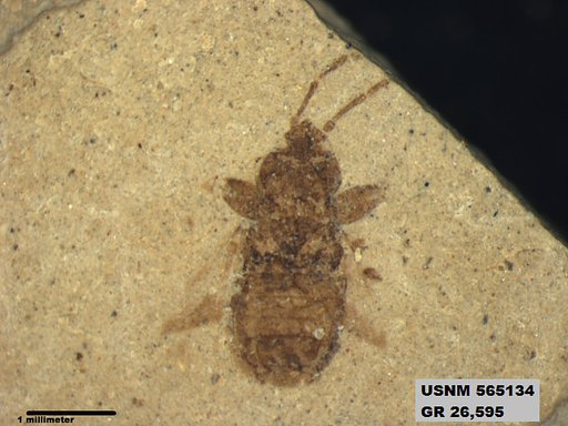 Genus sp