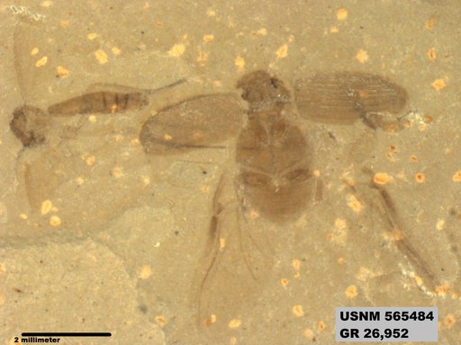 Insecta
