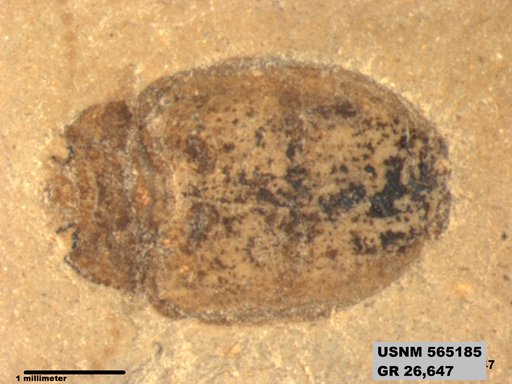 Insecta