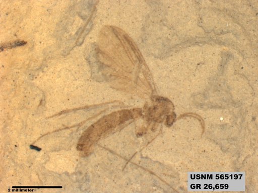 Genus sp