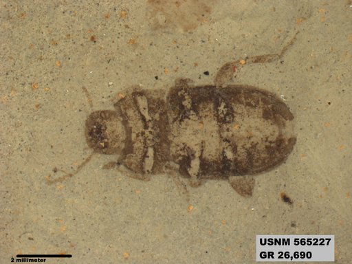 Genus sp