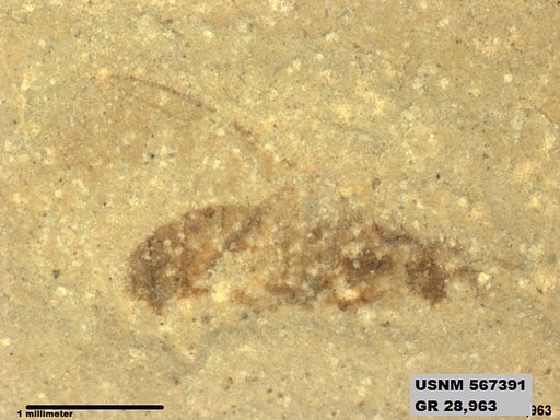 Genus sp