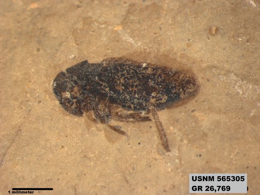 Genus sp