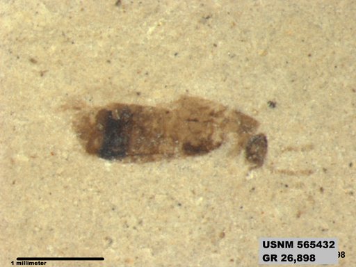 Genus sp