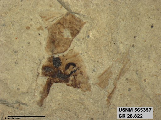 Genus sp