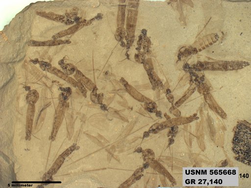 Genus sp