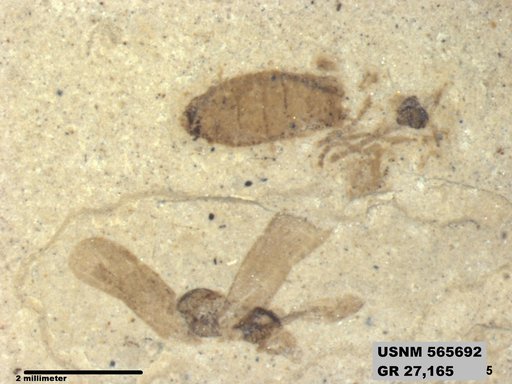 Genus sp