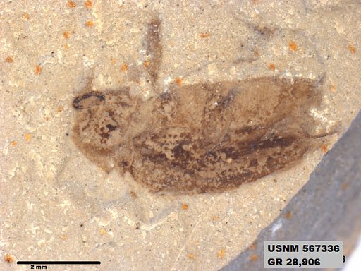 Insecta