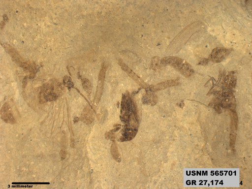 Genus sp