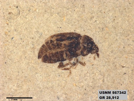 Insecta