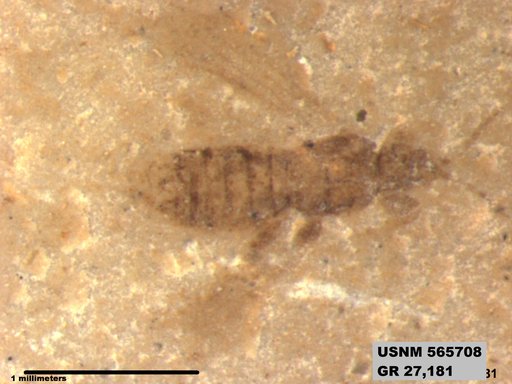 Insecta
