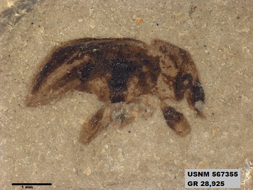 Insecta