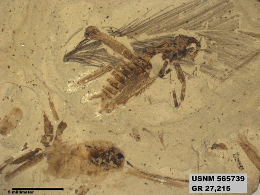 Genus sp